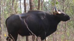 Гаур - самый крупный дикий бык