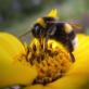 К чему снятся пчелы: толкование снов о пчелах по сонникам