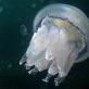 Cornerot jellyfish - a dangerous beauty Reproduction and life cycle