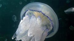 Медуза корнерот – небезпечна красуня Розмноження та життєвий цикл