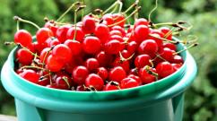 Cherry jam - recipes for the winter