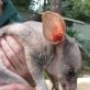 The rabbit bandicoot bilby does not need water.