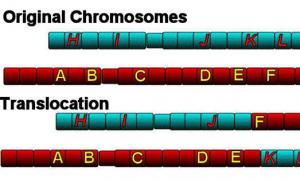 Translocations What are chromosomal translocations