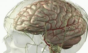 Motor and sensory nerves Main motor and sensory nerve fibers