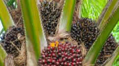 Palm oil: harm and benefits for human health