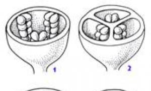 Structure of the ovule (ovule)