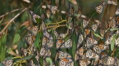 Mexican travelers: annual migration of Monarch butterflies Description of the insect and life expectancy