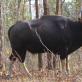 Gaur - the largest wild bull