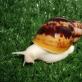 Snail - as a symbol in the human picture of the world