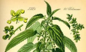 Application of medicinal properties of nettle in medicine and cosmetology