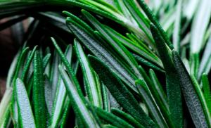 Rosemary officinalis: use in medicine and cosmetology