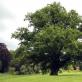 Dub je mohutný strom, symbol obrovské vitality,...: mettiss — LiveJournal