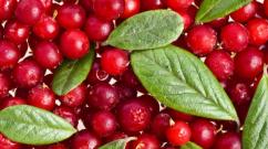 Cranberry beneficial properties and contraindications