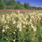 Meadowsweet: types, medicinal properties, methods of use, contraindications, recipes