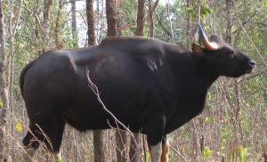Гаур – найбільший дикий бик