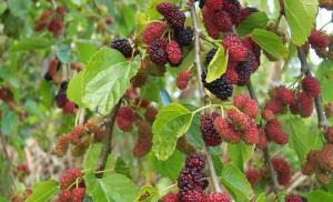 Mulberry (Mulberry), (Morus)