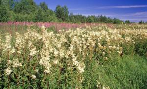 Meadowsweet: types, medicinal properties, methods of use, contraindications, recipes