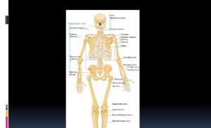 Human skeleton, its structure and meaning