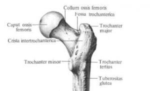 Bones (Free lower limb) External pelvic muscles