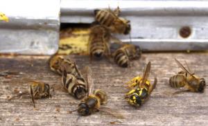 Чому бджоли вмирають після укусу?