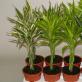 Indoor bamboo.  Caring for bamboo in water.  What types are suitable for an apartment