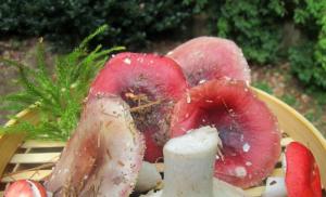 How to cook russula?