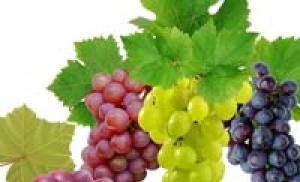 Unique properties and variety of applications of grape seed oil Grape seed oil medicinal properties