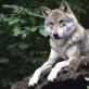 Zvířata z rodiny vlků Pes patří do rodiny vlků