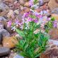 Goose soap plant.  Soapwort officinalis.  Possible problems and solutions