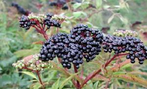 Elderberry fruits medicinal properties
