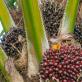 Palmový olej: poškození a přínos pro lidské zdraví