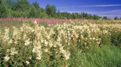 Meadowsweet: types, medicinal properties, methods of use, contraindications, recipes