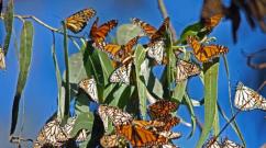 Mexican Travelers: The Annual Monarch Butterfly Migration Why Monarch Butterfly Migration Occurs