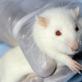 Let's reveal why rats and mice dream a lot in dreams