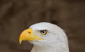 From the eagle to Uncle Sam or the main state symbols of the USA