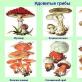 List of dangerous and poisonous mushrooms with descriptions and photos