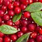 Cranberry beneficial properties and contraindications