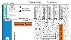 Симбиотическое происхождение митохондрий и пластид