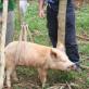 How much does a pig weigh or how to find out its mass without scales?