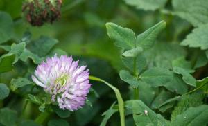 When the clover blooms  Clover red.  For skin diseases