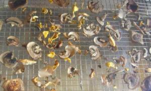 How to dry mushrooms for the winter in the oven