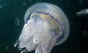 Cornerot meduza - opasna ljepota Reprodukcija i životni ciklus